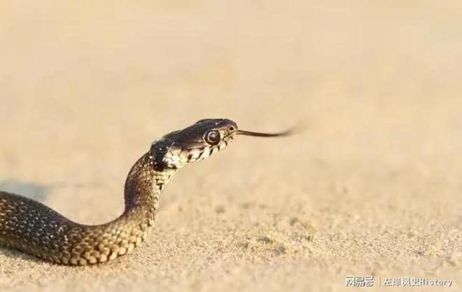 虎啸山林蛇狂舞，守株待兔二可期是什么生肖精选解析、解释与落实、前沿解答解释落实